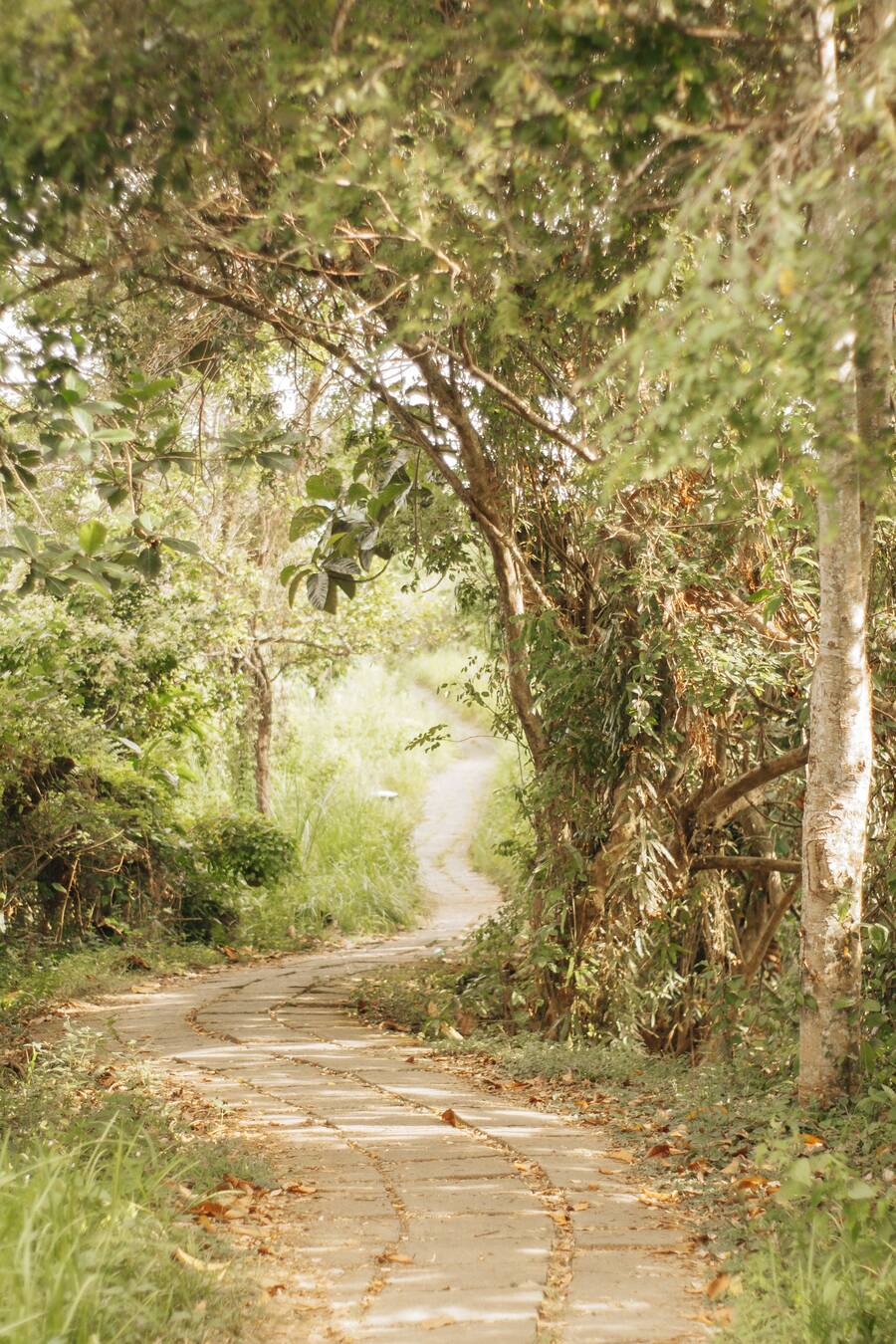 A quiet stone footpath winding through green trees and soft morning light